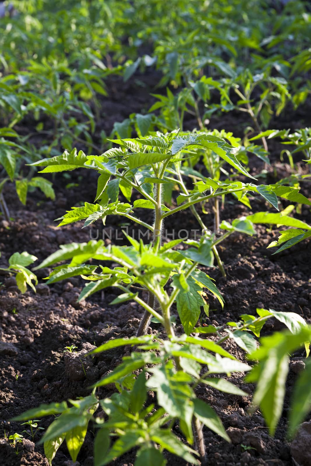   the young green bush of tomato photographed by a close up