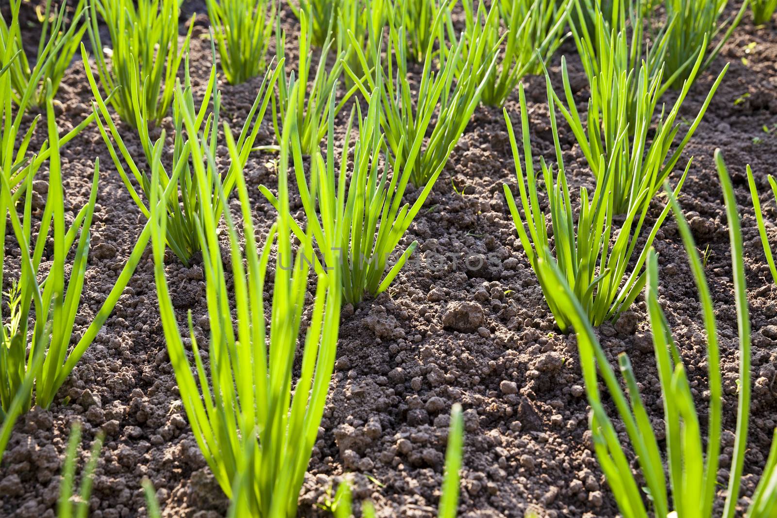   an agricultural field on which grow up green onions