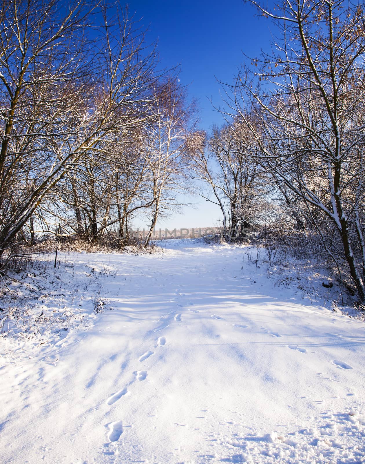   the trees growing in the wood in a winter season