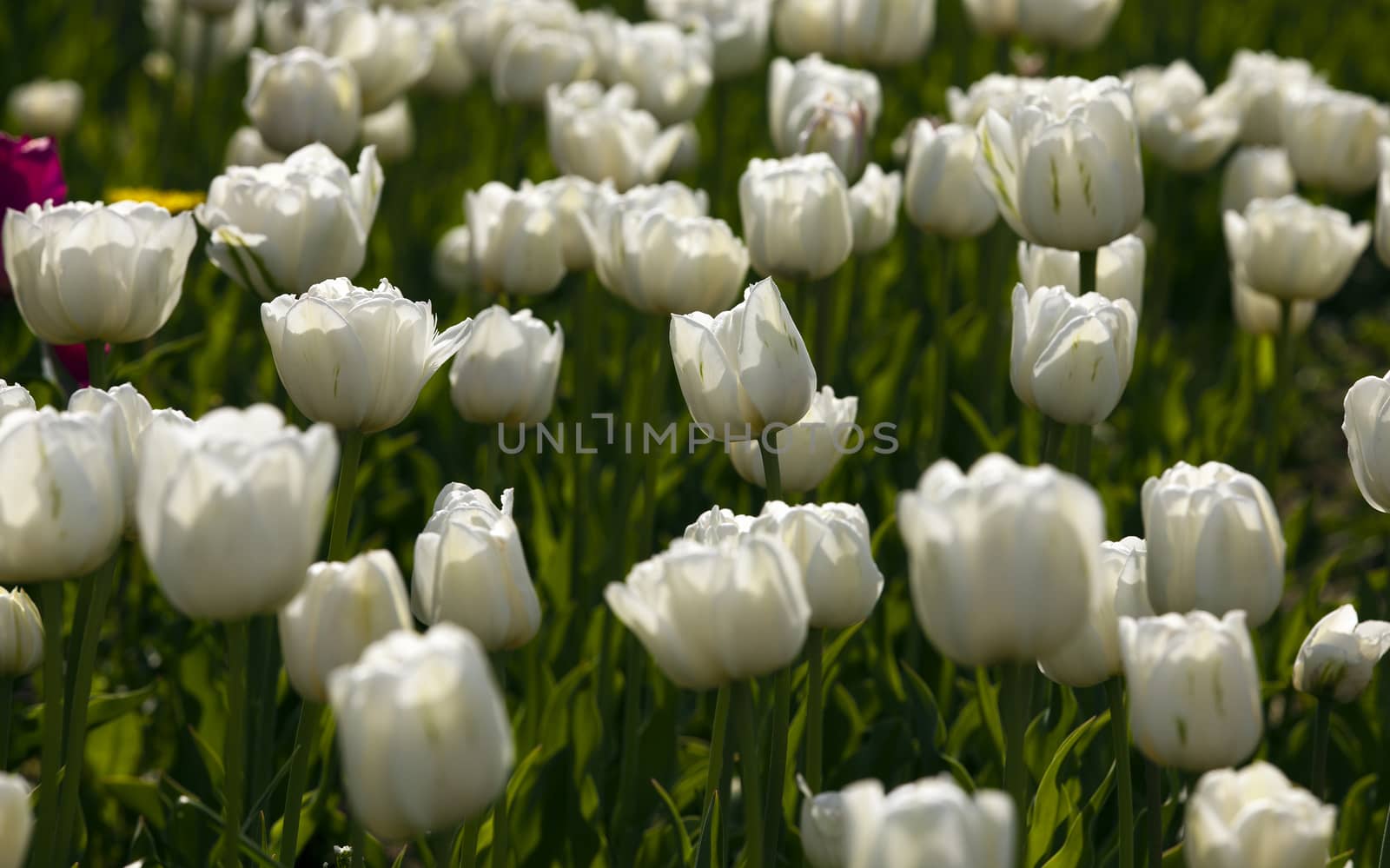   the tulips photographed by a close up. small depth of sharpness