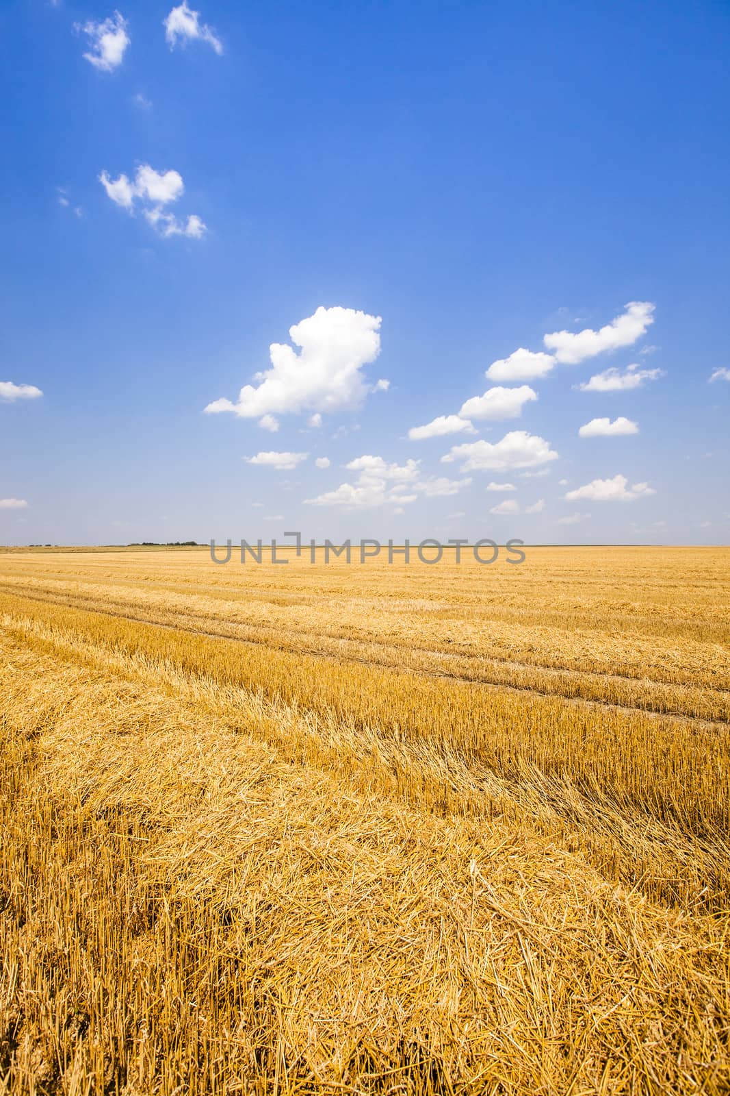 field, on which grow grain during harvest company