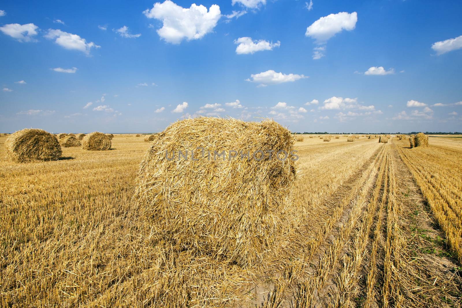 field, on which grow grain during harvest company