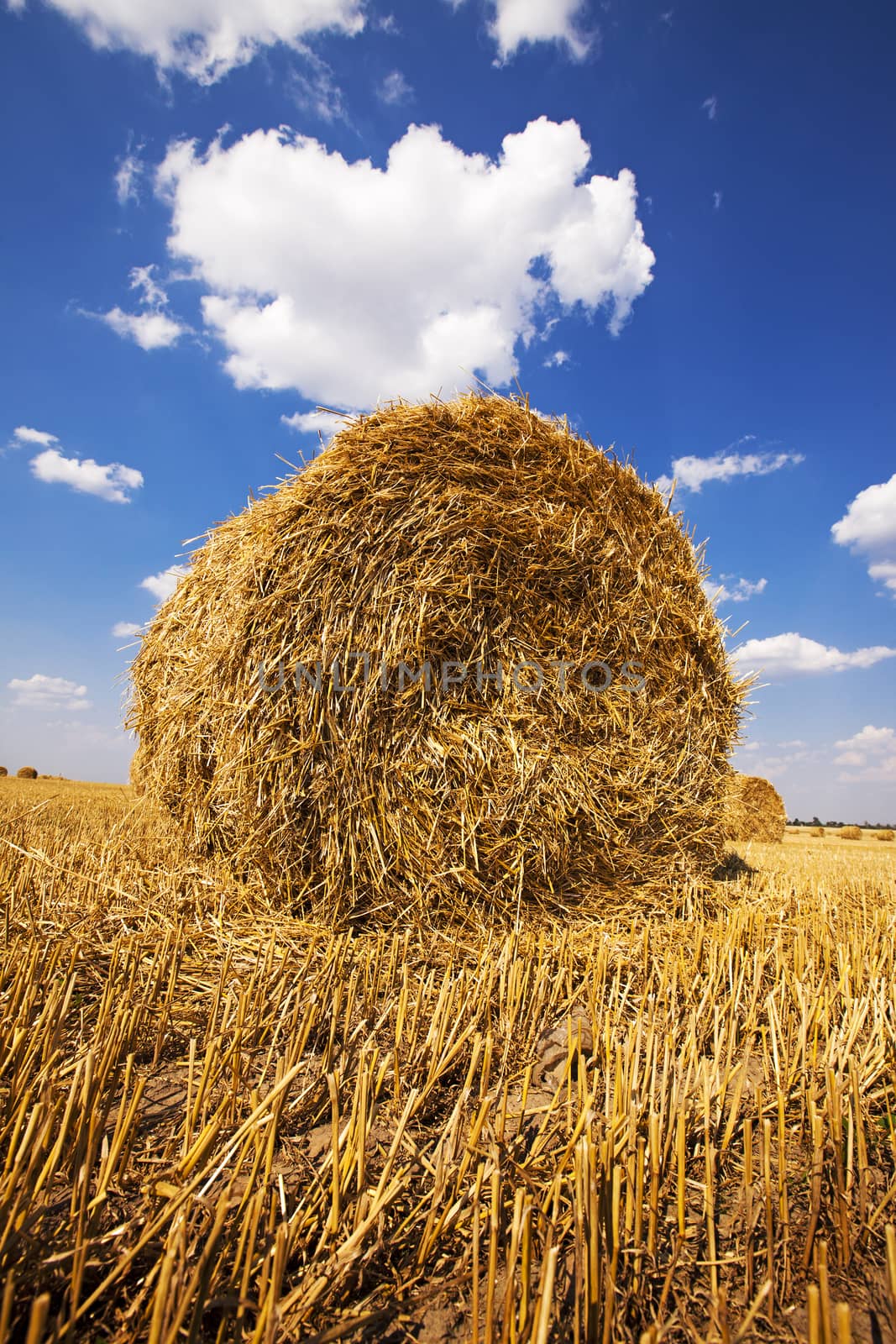 field, on which grow grain during harvest company