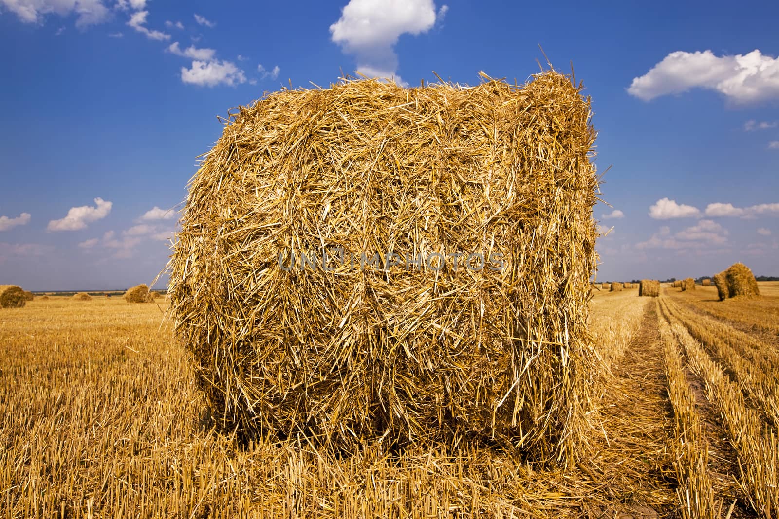   lying on an agricultural field a straw stack after cleaning of cereals