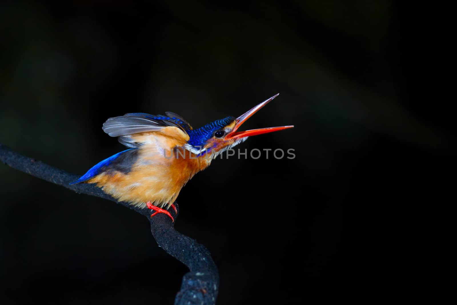 Blue-eared Kingfisher (female) in the dark.