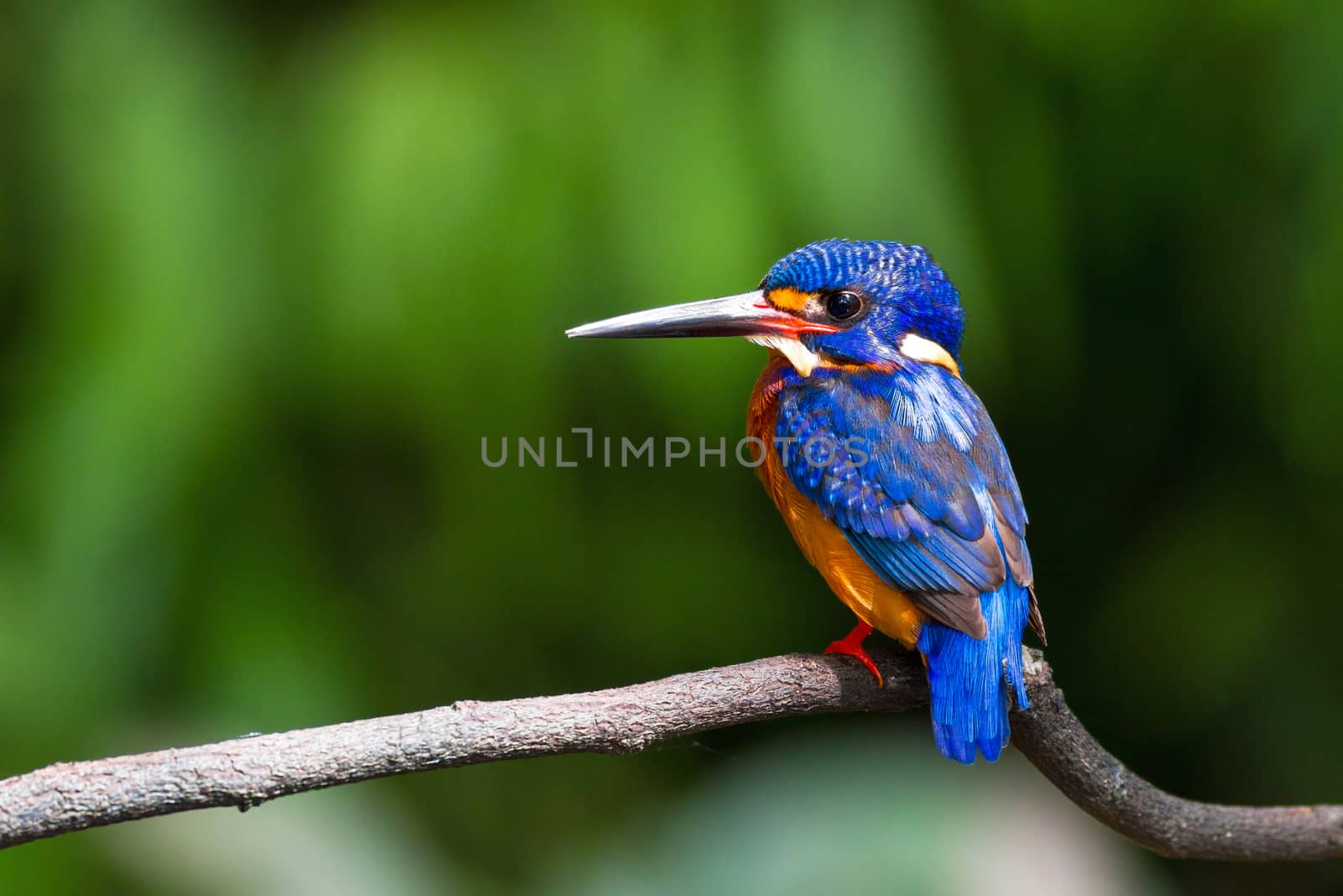 Blue-eared Kingfisher (male) by PhiphatStockphoto