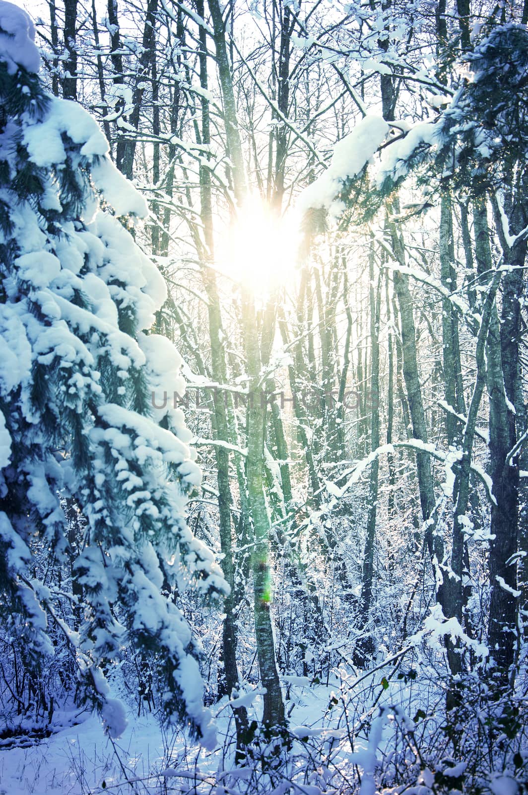 Winter conceptual image. Winter in the forest. Trees covered with snow.