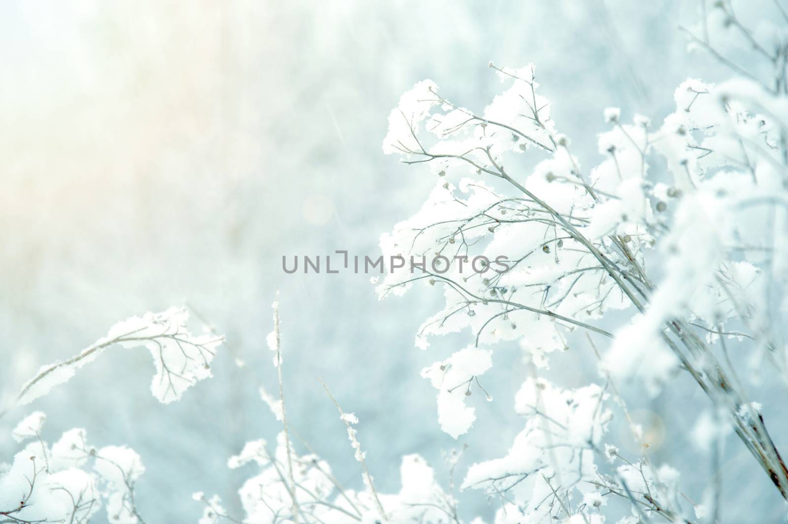 White winter background. Branches covered with snow. 