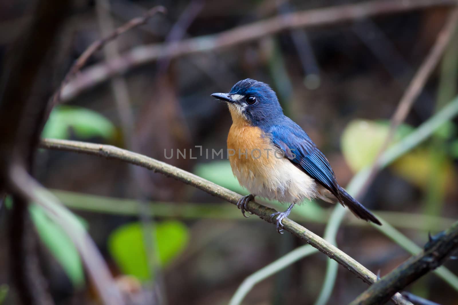  Mangrove Blue Flycatcher (female) by PhiphatStockphoto