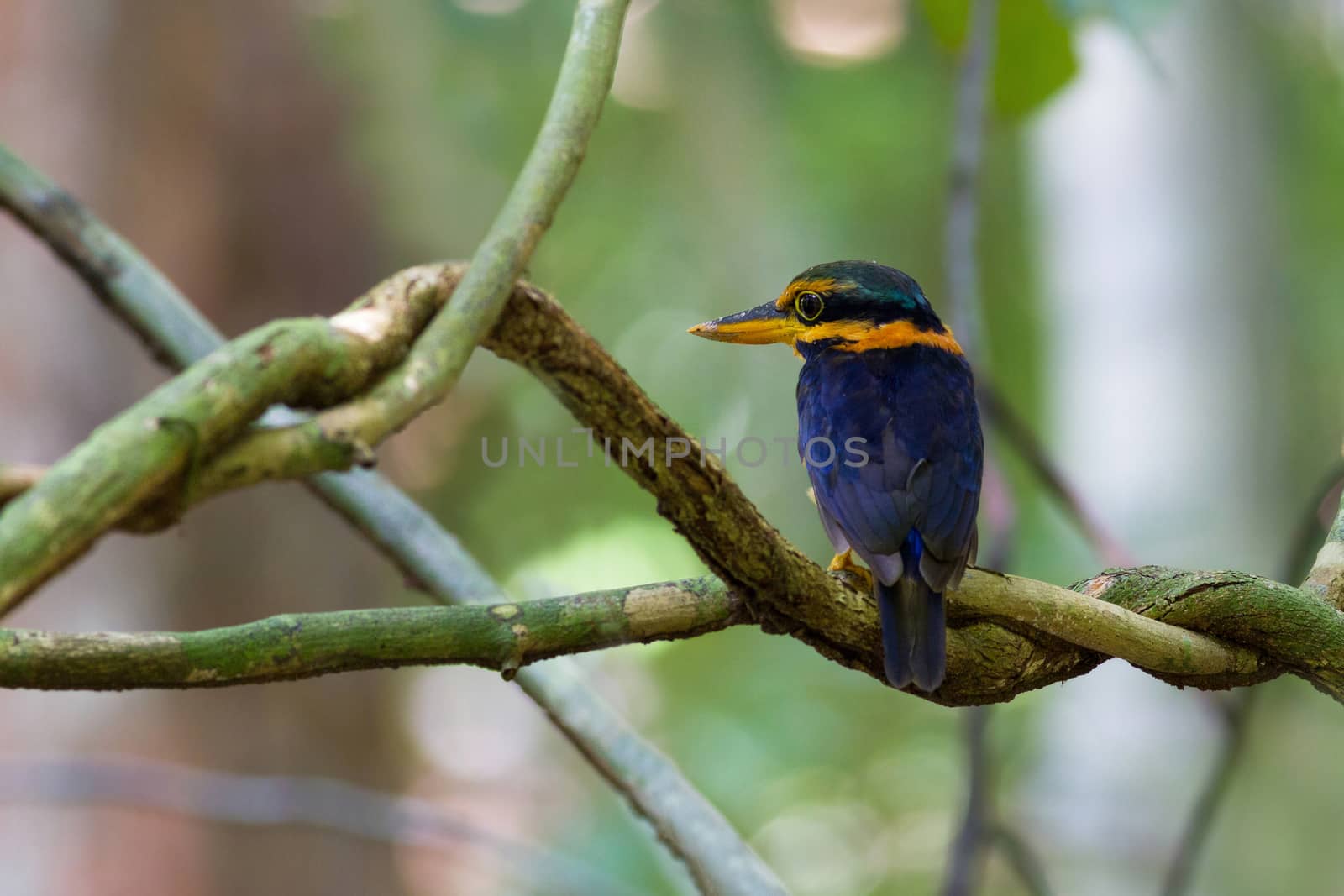 Rufous-collared Kingfisher, standing on a branch, taken in Thailand