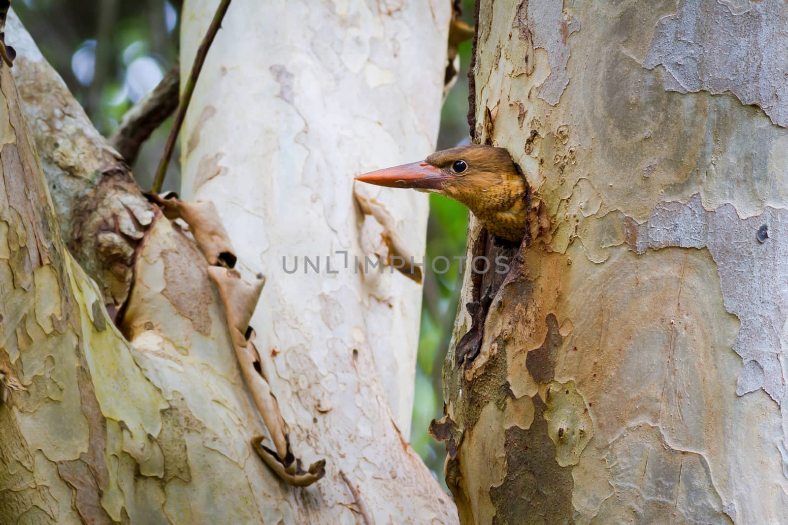 Brown-winged Kingfisher Juvenile by PhiphatStockphoto