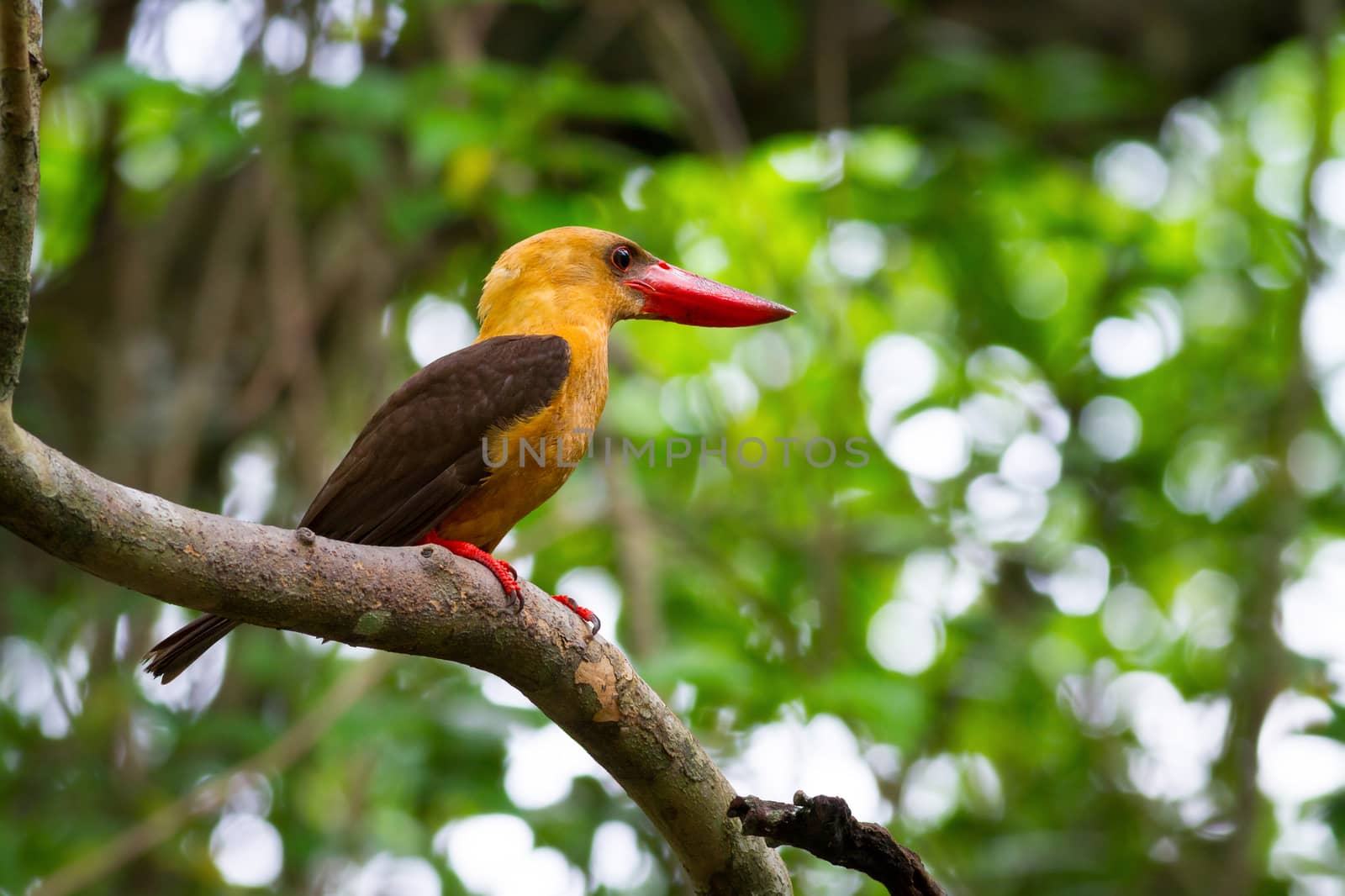 Brown-winged Kingfisher by PhiphatStockphoto