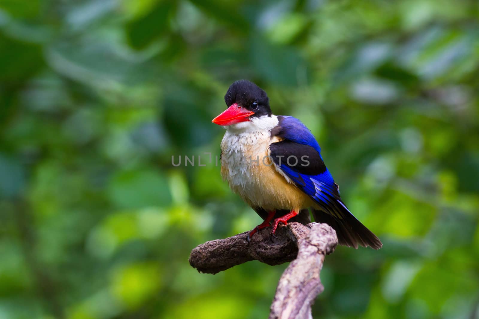 Black-capped Kingfisher look on branch.