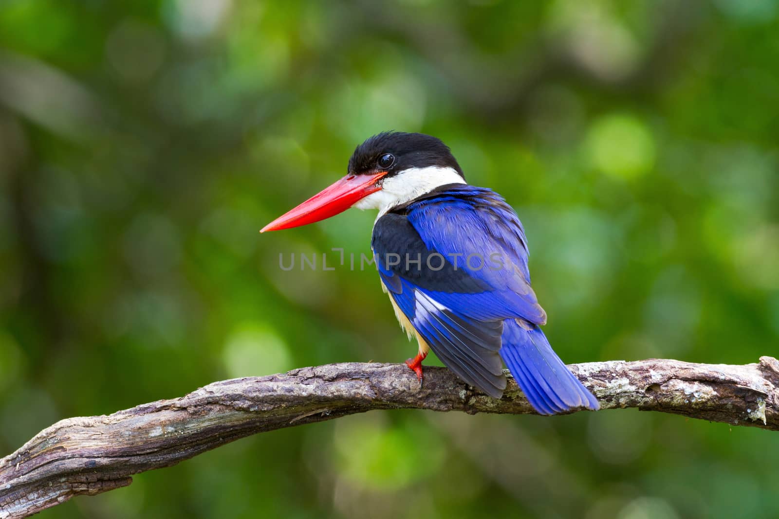 Black-capped Kingfisher alone on branch.