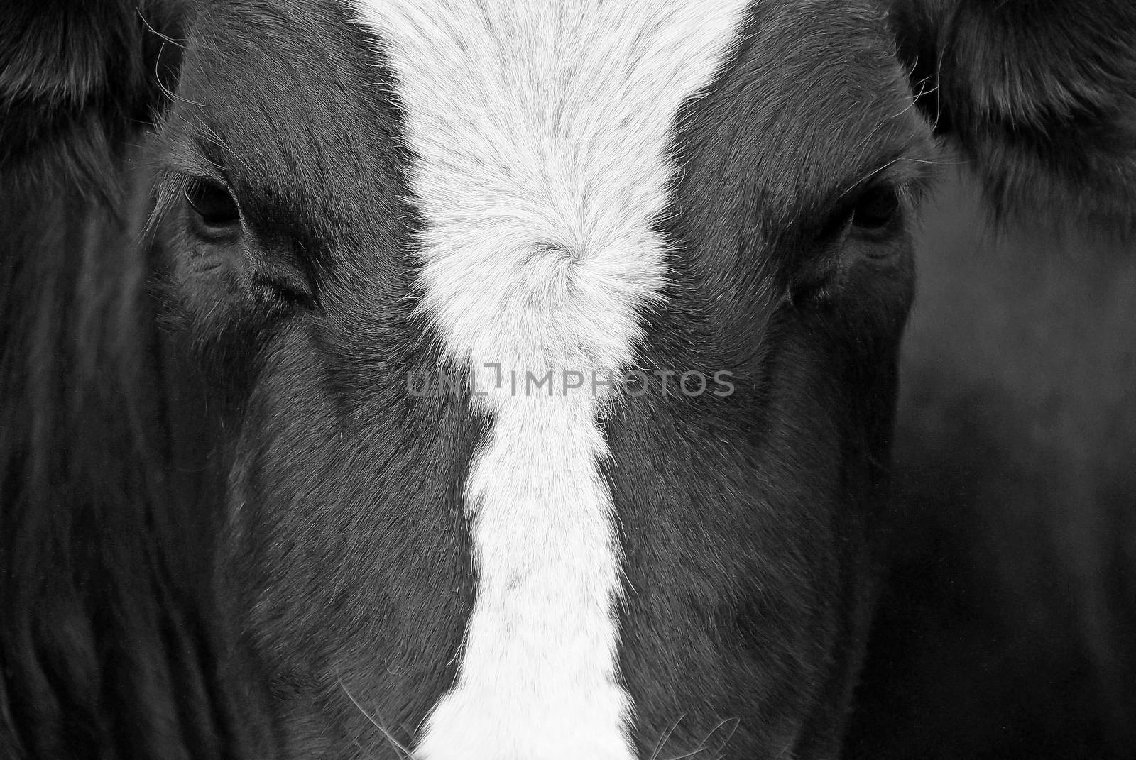 A close up of a portrait from a black-and-white cow.
