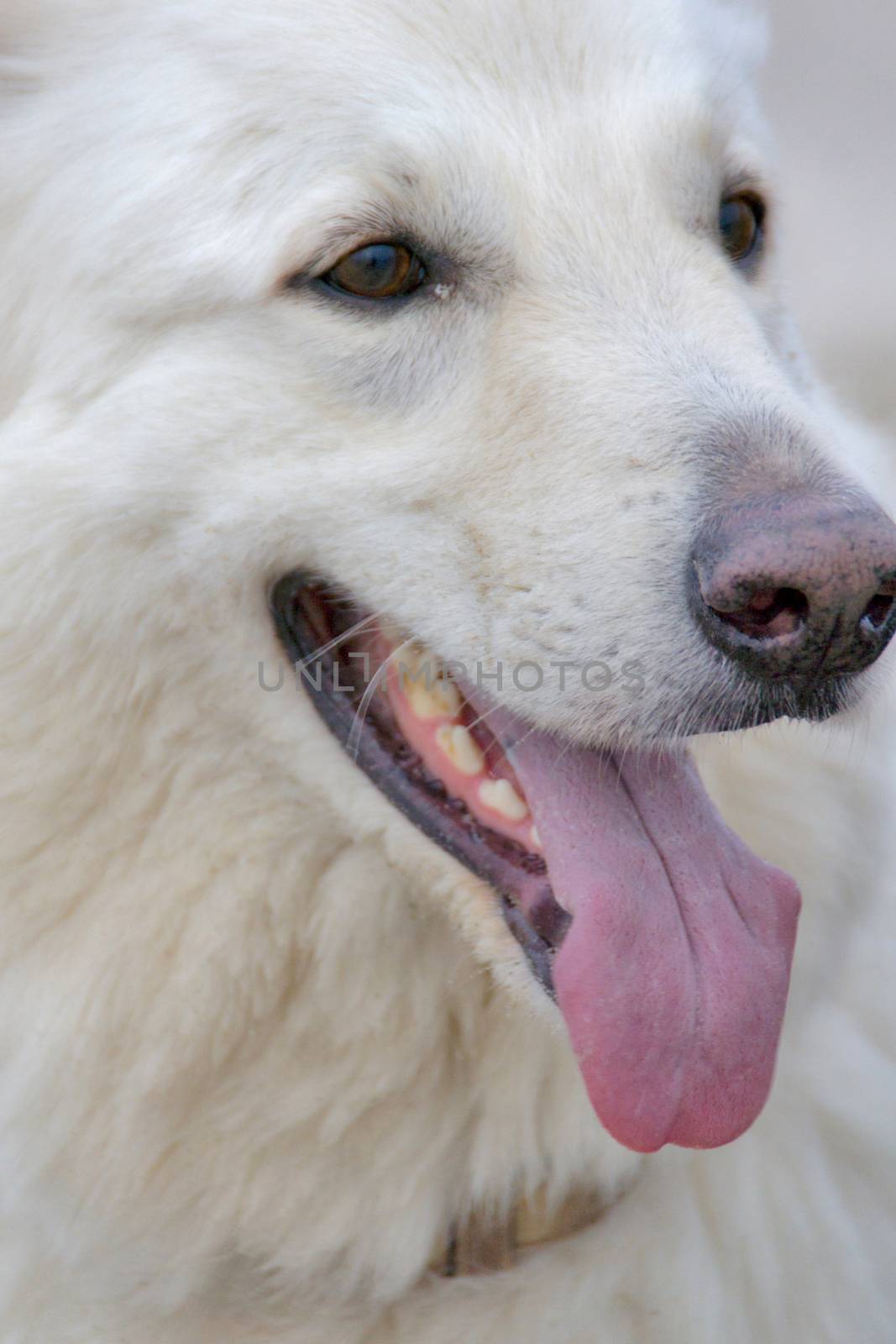 The face of a White Swiss Shepherd.