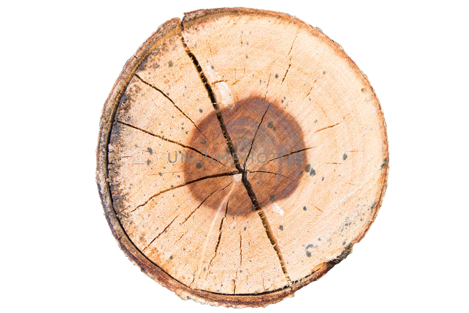 Wood texture of cut tree isolated in white background