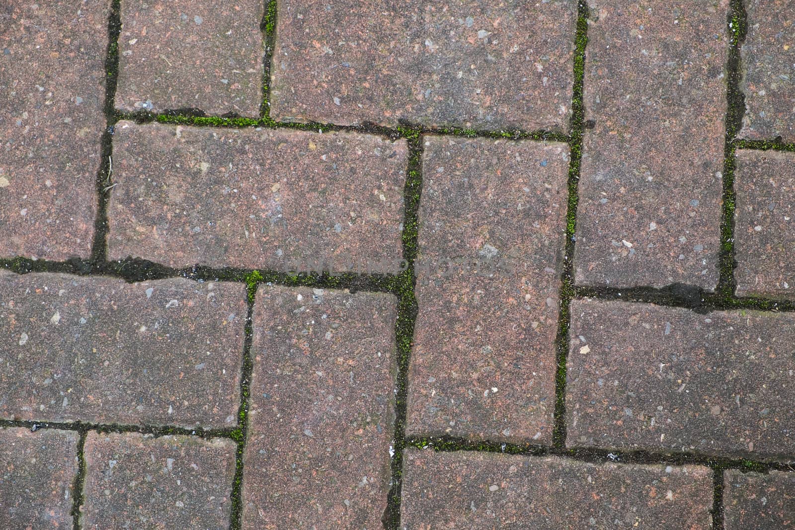 block paving with green moss growing between bricks