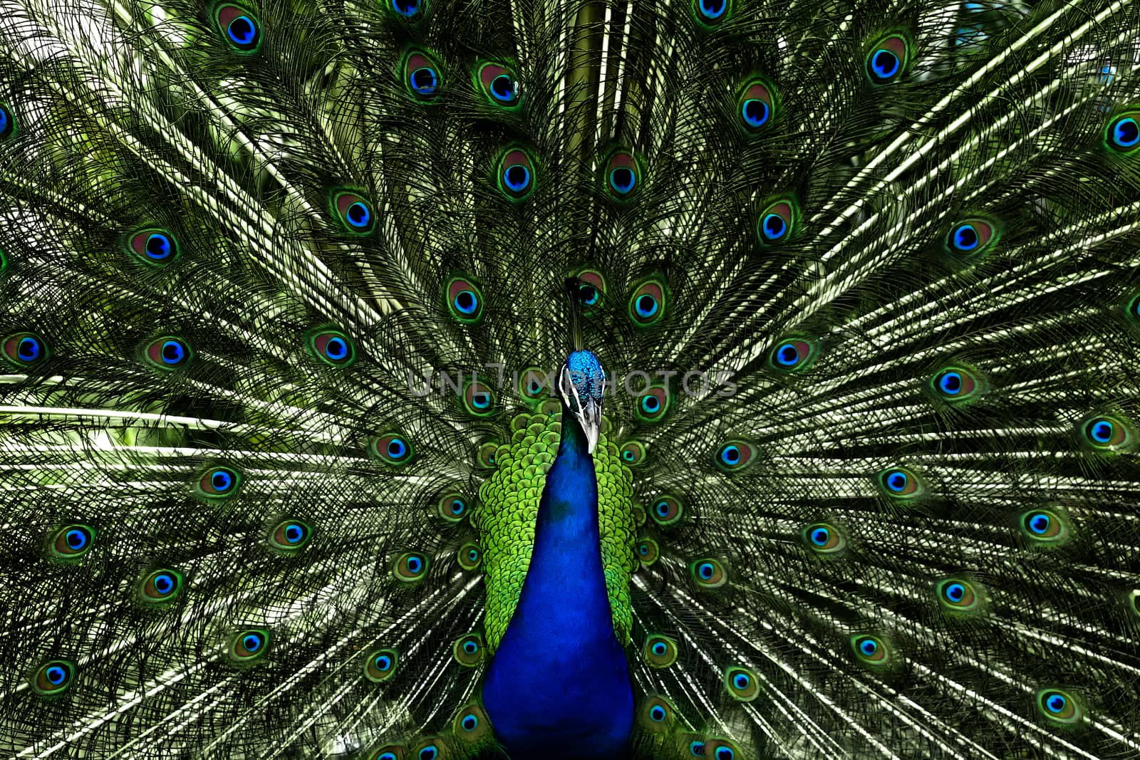 beautiful peacock with feathers out