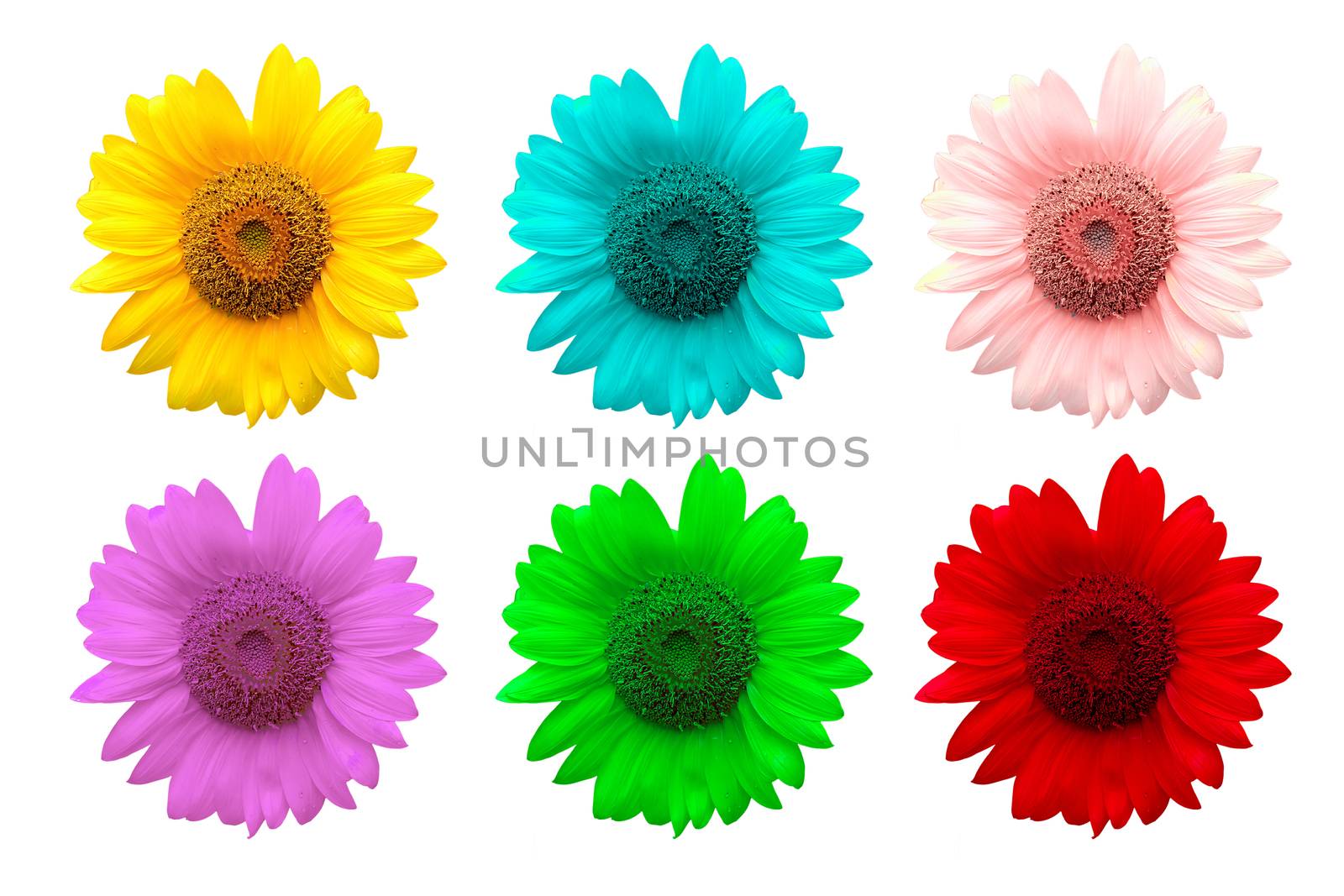 exotic color sunflower isolated on white background