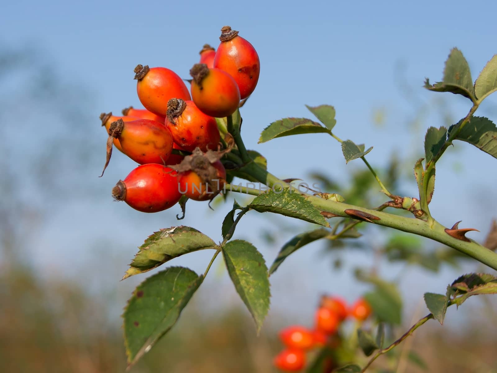 The wild rose (Rosa Canina) berries, rose hips.