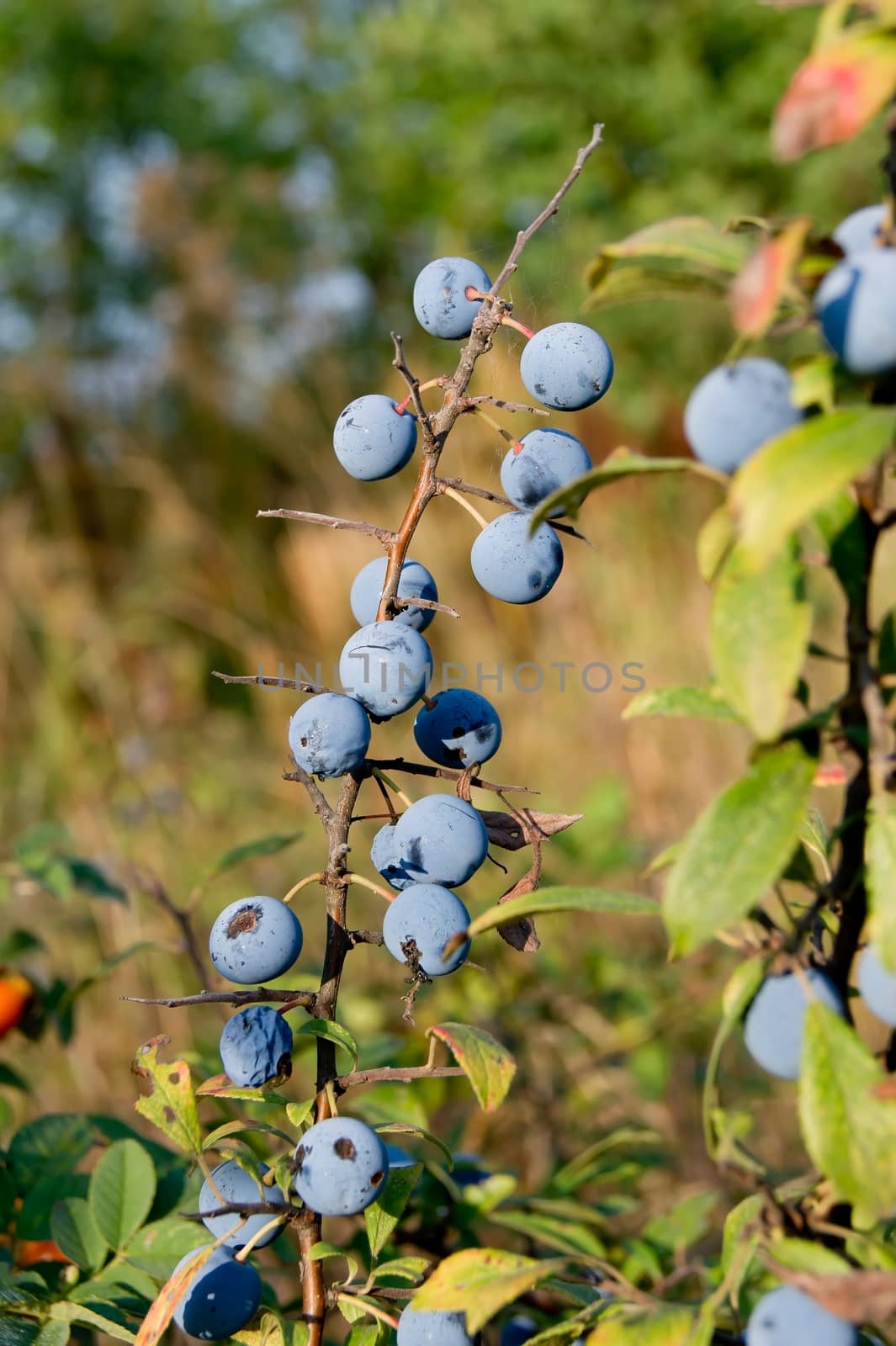 The blue sloe fruit of the autumn forest.