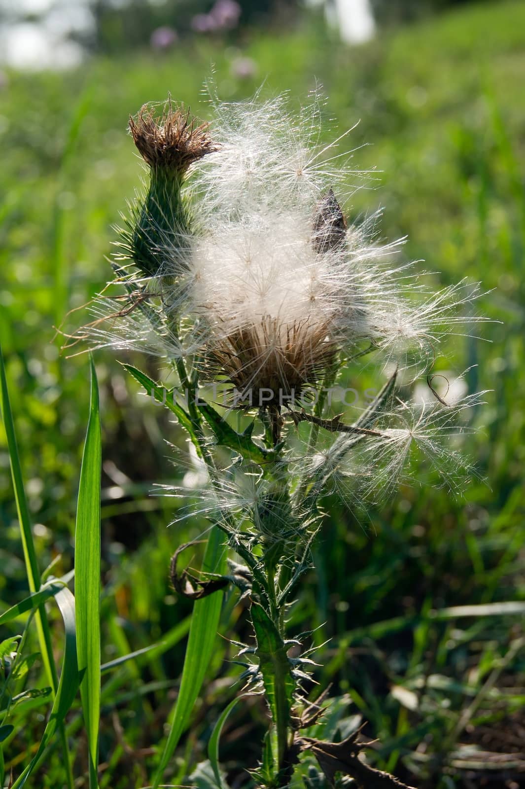 The Canada thistle (Cirsium arvense), mature seeds.