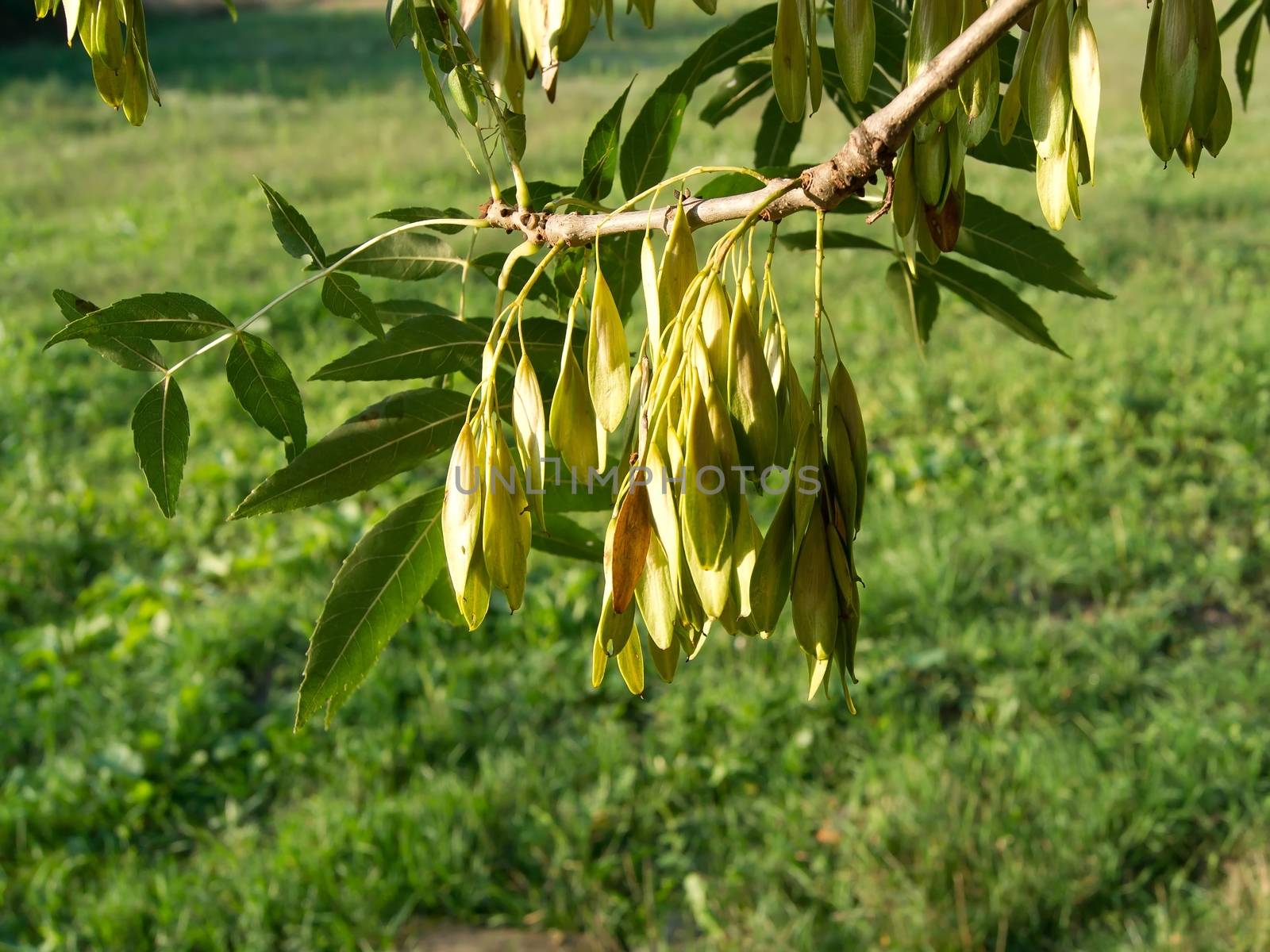 The Before Ash (Fraxinus excelsior) seed maturation.