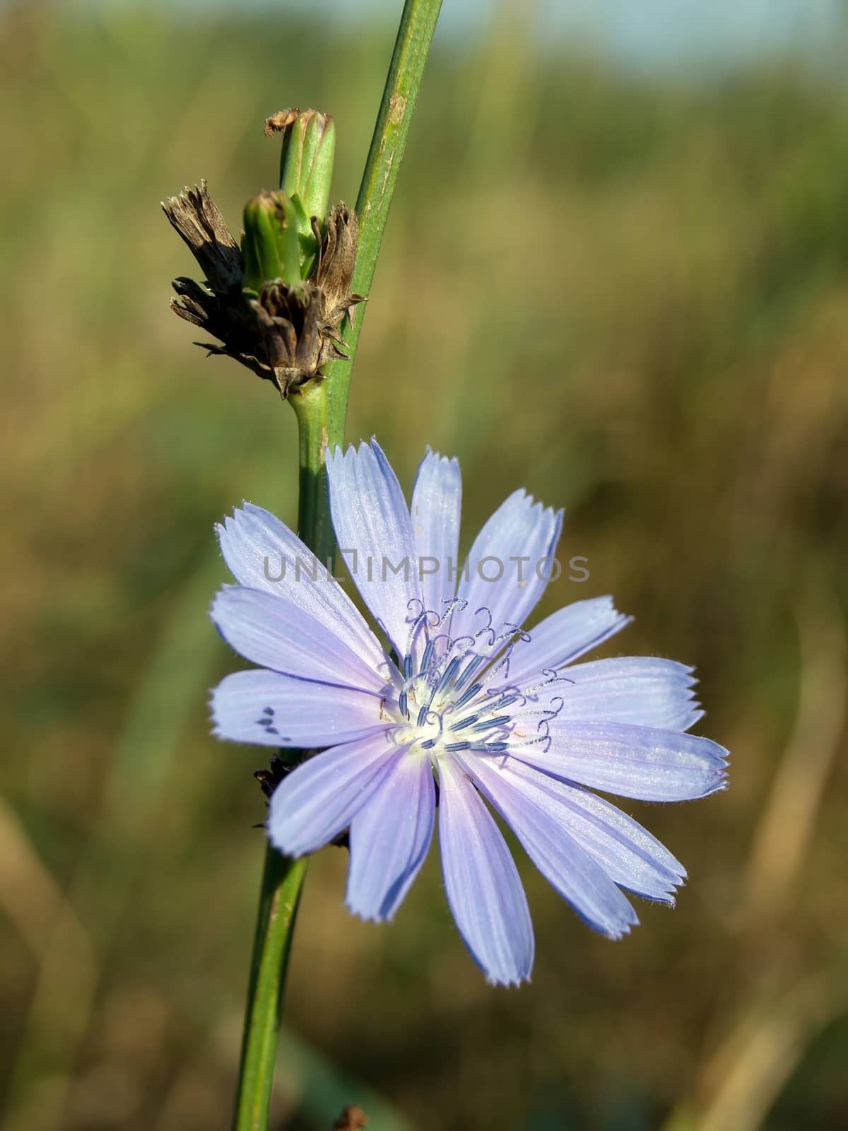 The chicory (Cichorium intybus), also known therapeutic effect.