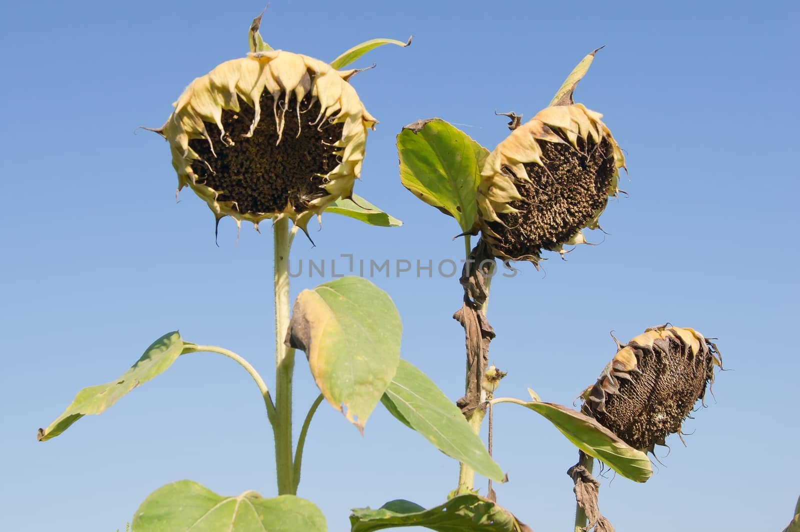 Mature sunflower (Helianthus annuus) seeds are black.