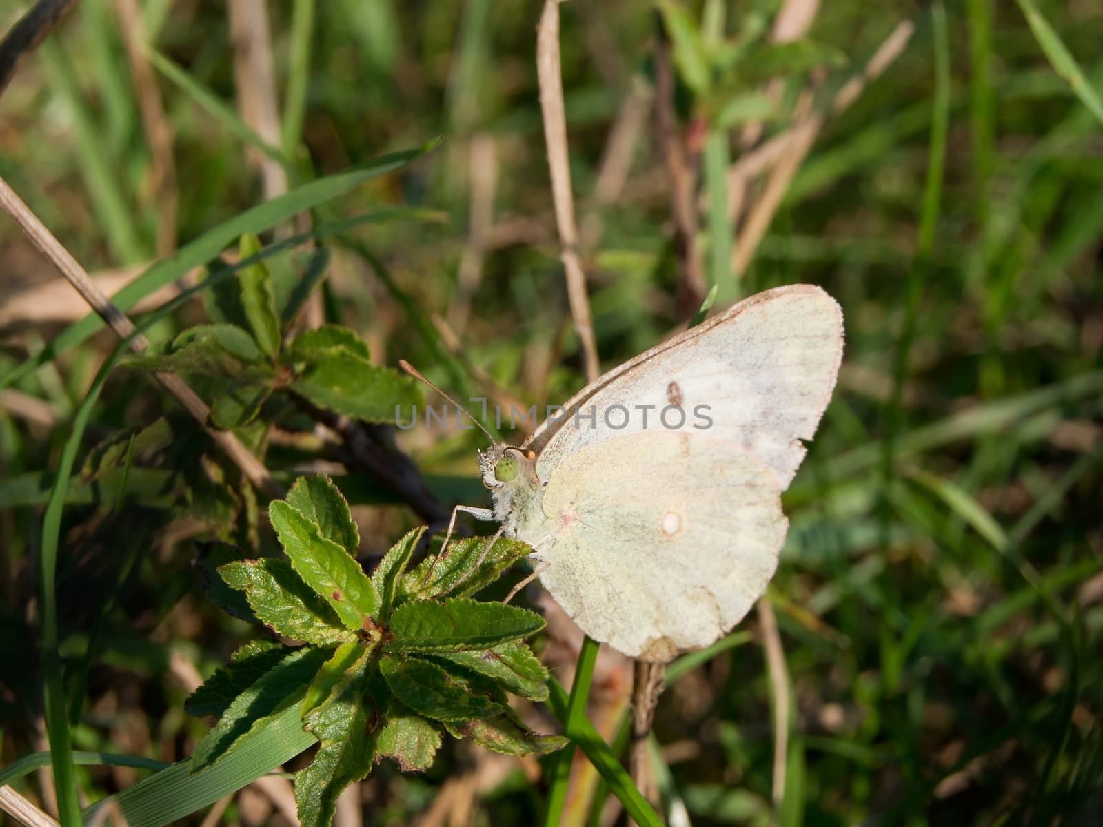Rape Butterfly (Pieris napi) pieridae belonging to the species.