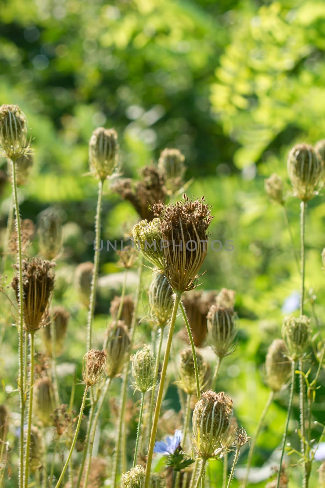 The wild yarrow (Achillea collina) herbal medicine as well.