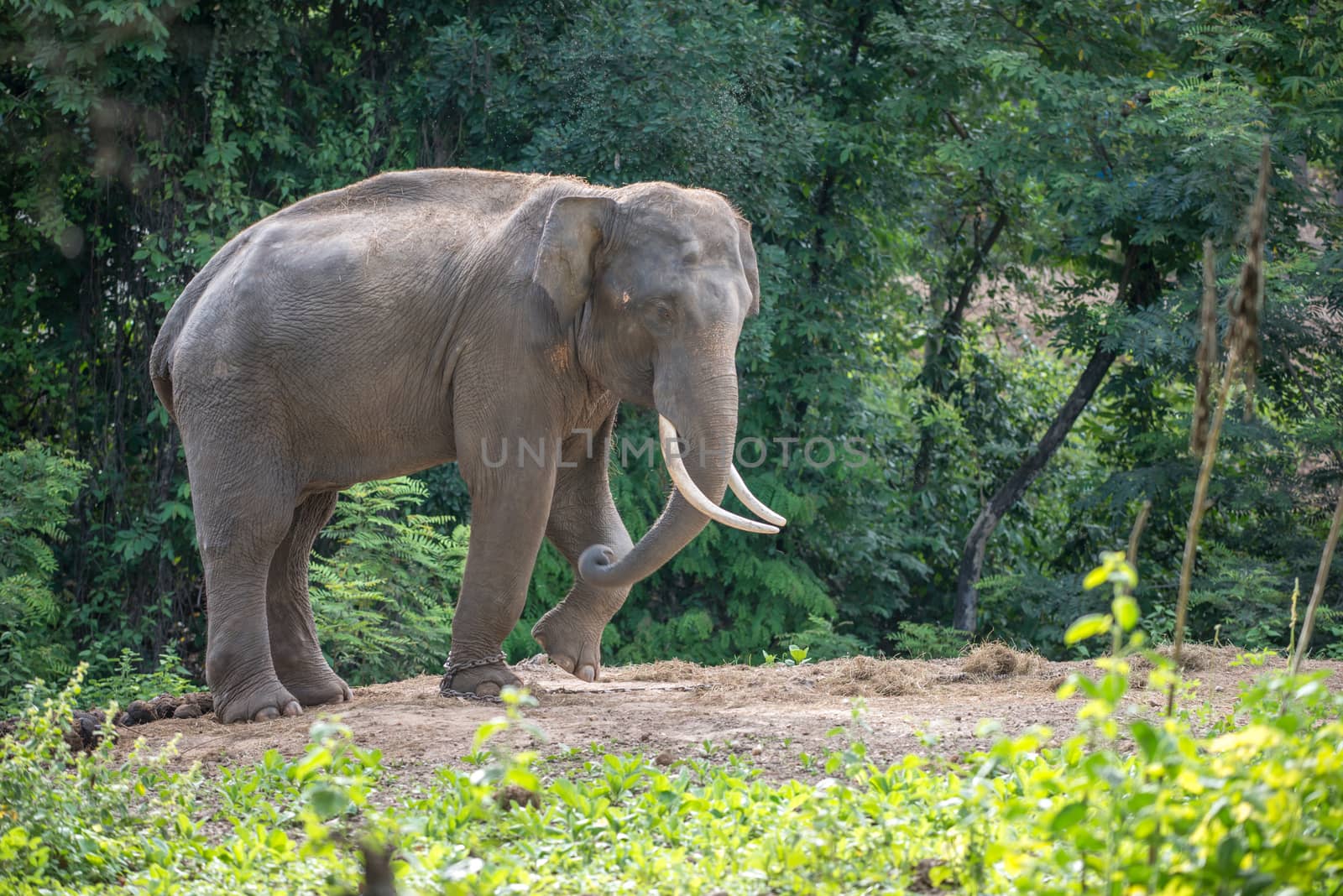 male asia elephent tether with chain in thailand