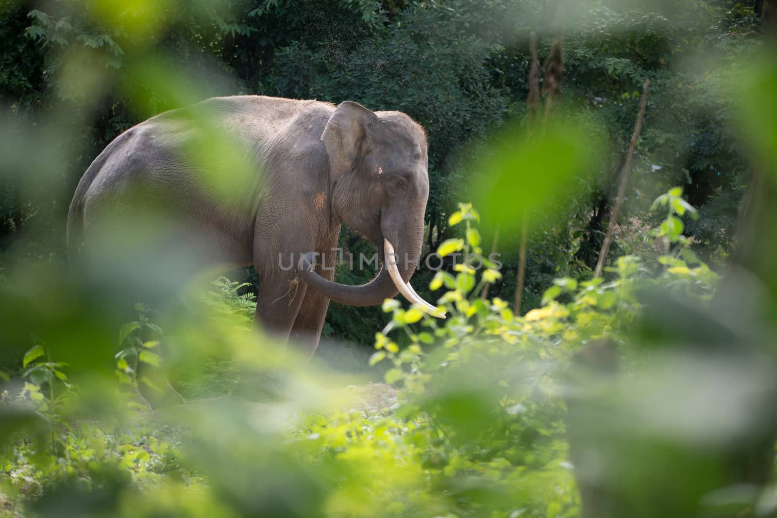 male elephant in the forest