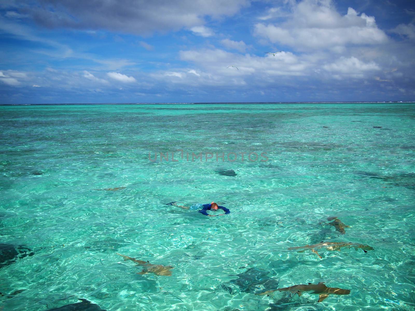 A tourist in sun protective swimwear photographing during snorkeling with sharks and stingrays in the shallow, clear water of the lagoon of Bora Bora, a tropical island in the Tahiti archipelago French Polynesia in the Pacific Ocean.