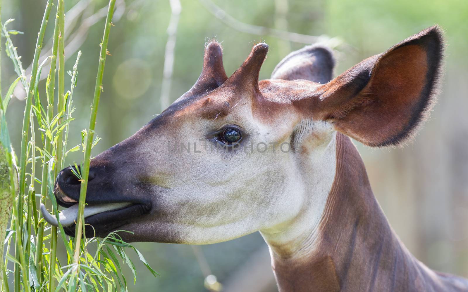 Close-up of an okapi eating, natural habitat