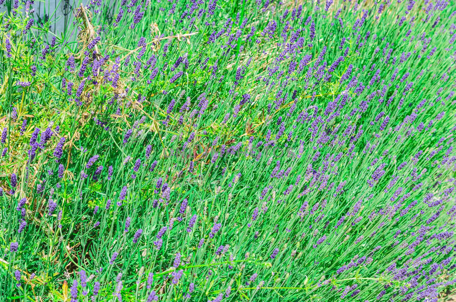 Lavender field in the Mediterranean Sea with flowers in summer.