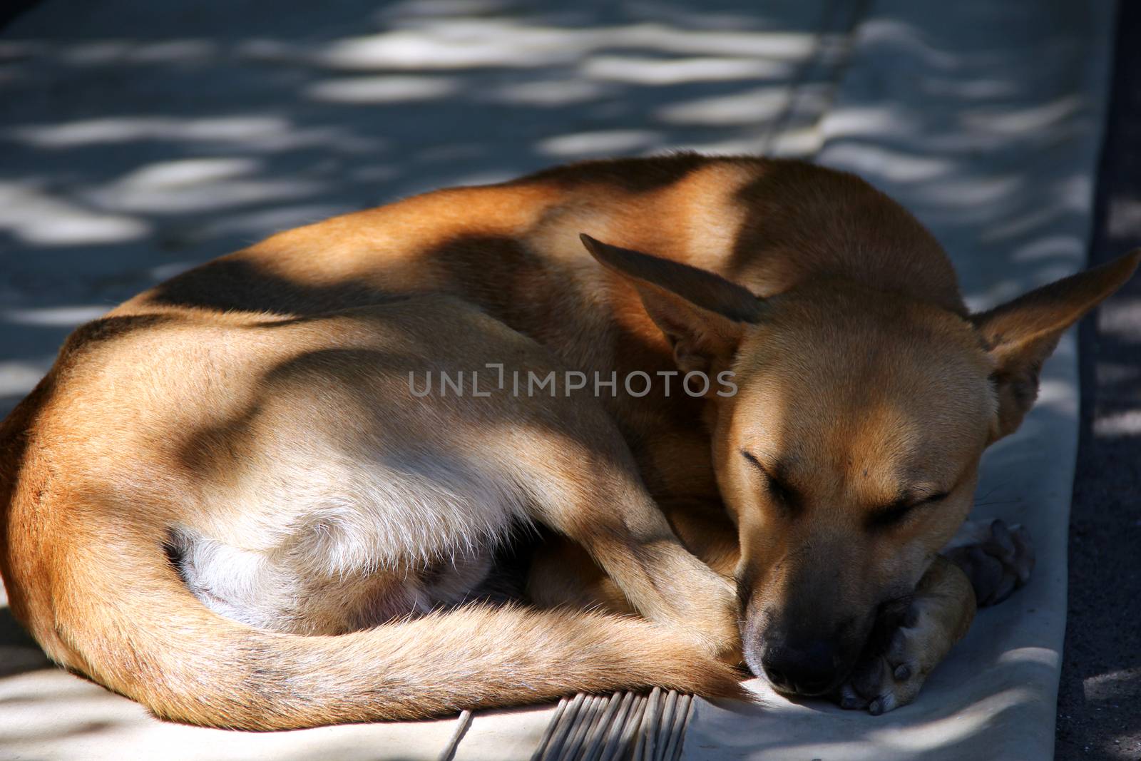  orange dog pooch sleep outodoor is carrefree 