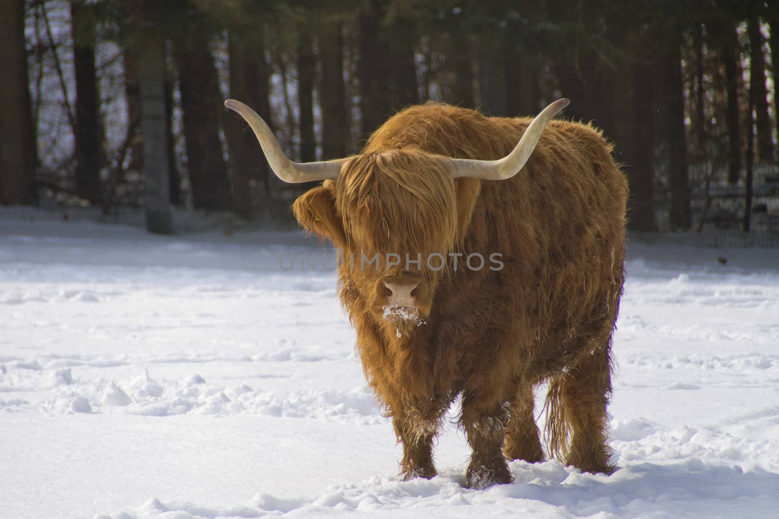 A Scottish Highland Cattle on a snowy meadow.