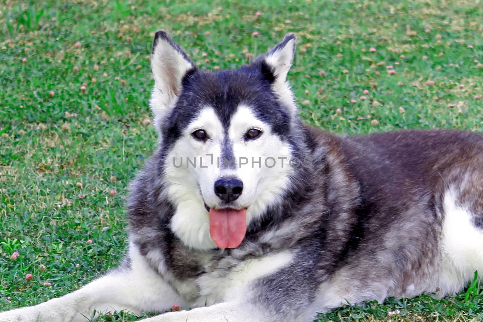 Very nice siberian husky in the garden