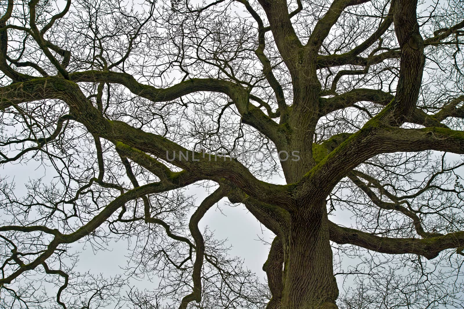 Oak Tree by Kiwar