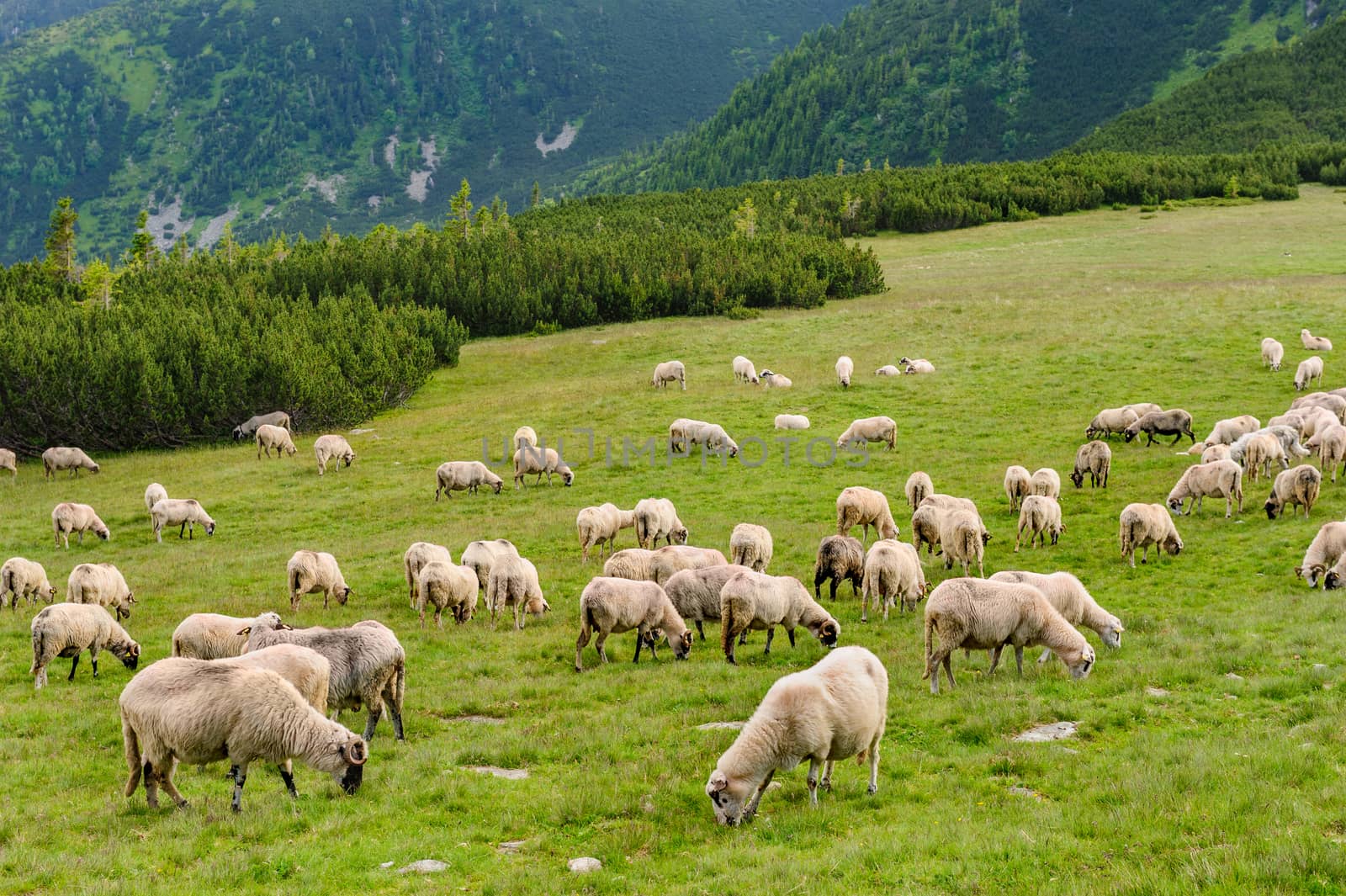 Alpine pastures in Retezat National Park, Carpathians, Romania.  by starush