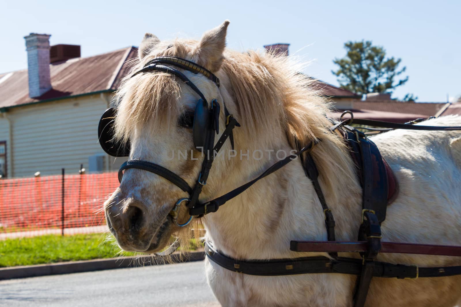 A light coloured Shetland Pony with a harness.