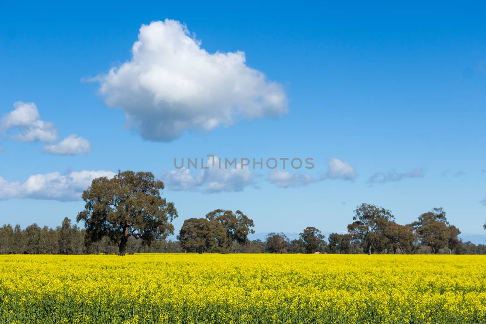 A Bright Yellow Canola Field with Trees in the Background by davidhewison