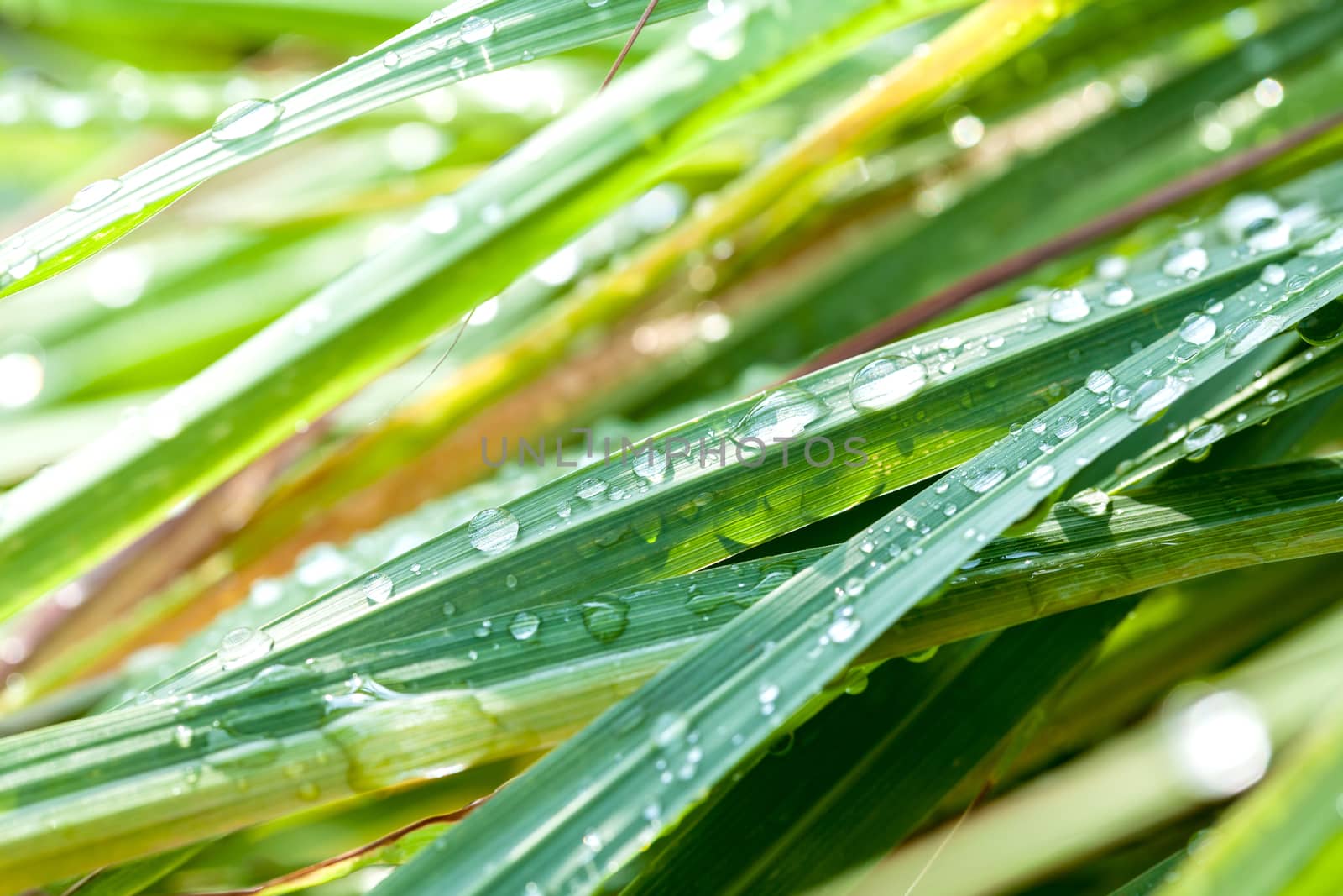 Beautiful green lemongrass leaf background with water drop.