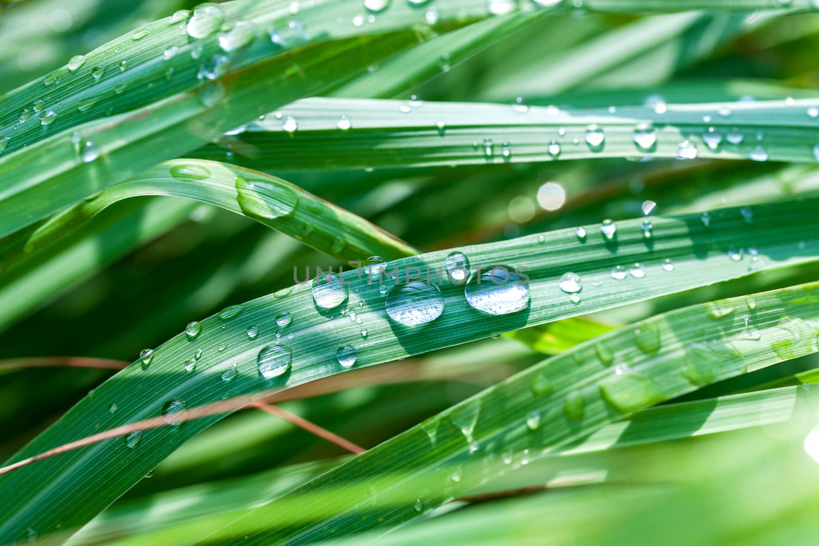 Beautiful green lemongrass leaf background with water drop. by kerdkanno