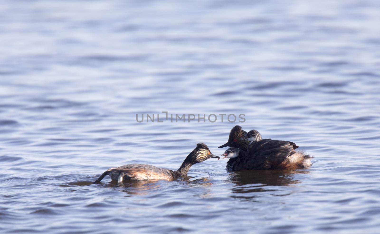 Eared Grebe with Babies by pictureguy