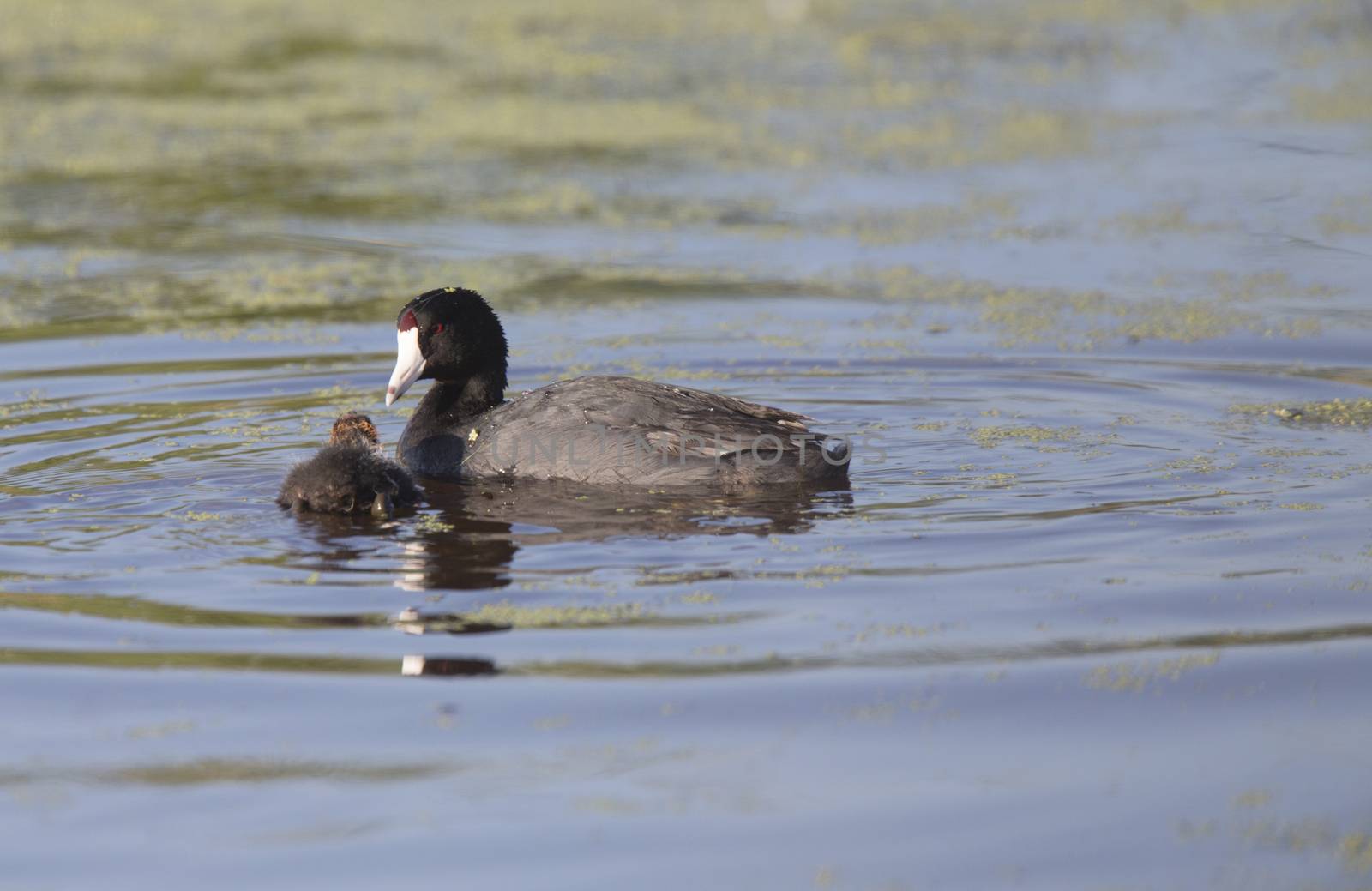 American Coot Waterhen and Babies in Marsh Canada