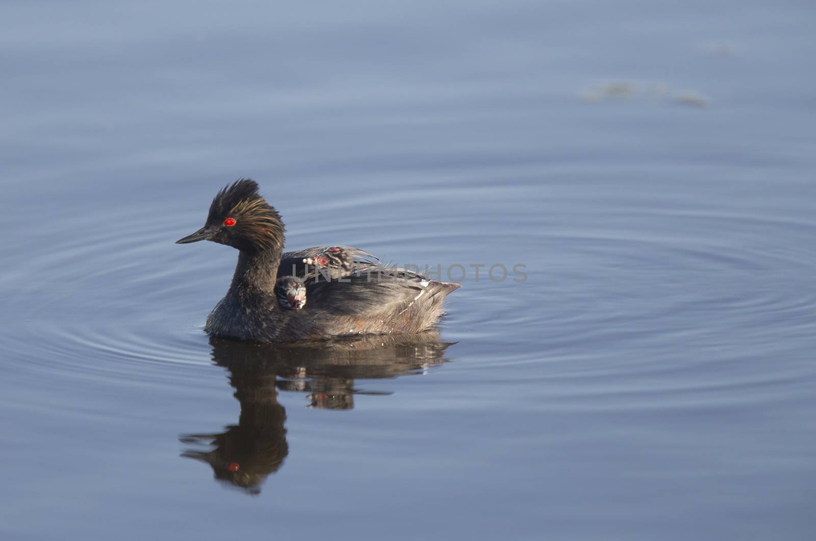 Eared Grebe with Babies by pictureguy