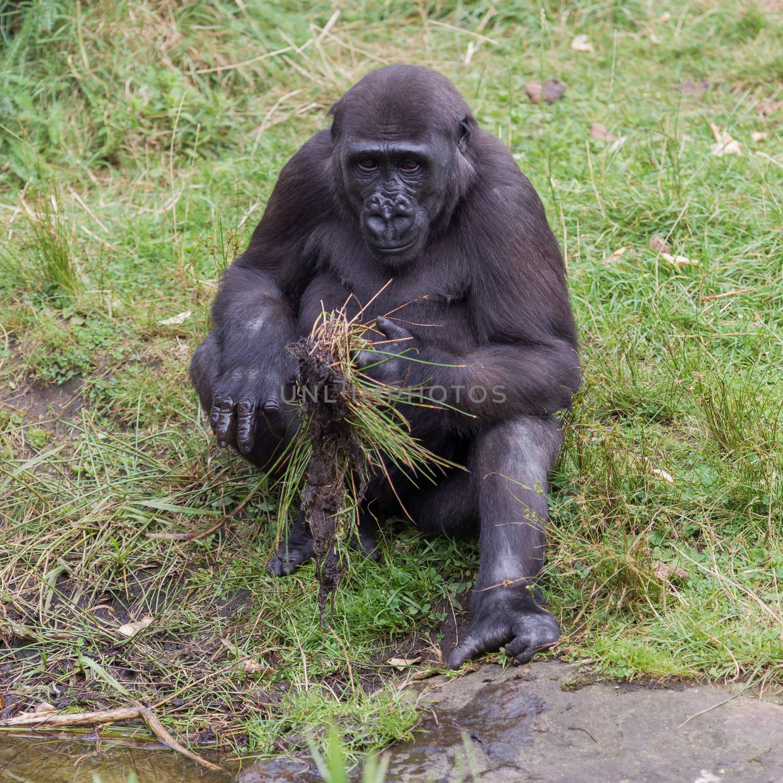 Young gorilla discovering by michaklootwijk